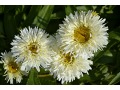 Leucanthemum x superbum 