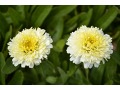 Leucanthemum x superbum 
