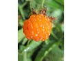 Rubus xanthocarpus - ostružiník žlutý, čínský