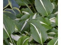 Hosta 