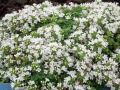 Thymus serphyllum 