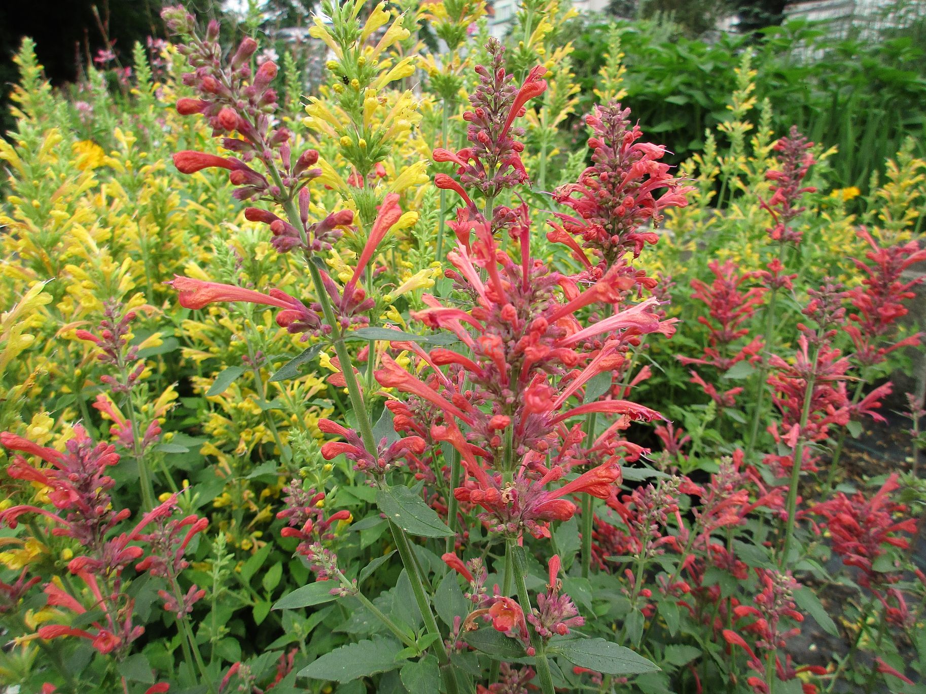 agastache kudos