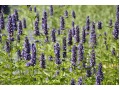 Agastache 