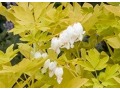 Dicentra spectabilis 