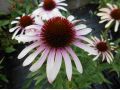 Echinacea 