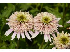 Echinacea 
