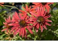Echinacea 