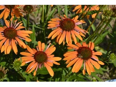 Echinacea 