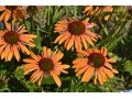 Echinacea 