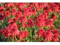 Echinacea 