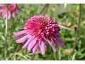 Echinacea 