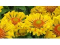 Gaillardia 