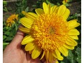 Helianthus  