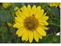 Helianthus  