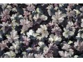 Heuchera 