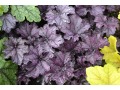 Heuchera 
