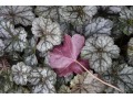 Heuchera 