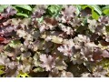 Heuchera 