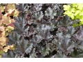 Heuchera 