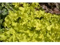 Heuchera 