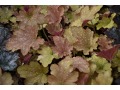 Heuchera 