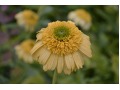 Echinacea 