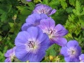 Geranium  