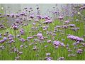 Verbena bonariensis 