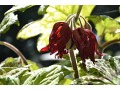 Podophyllum versipelle 
