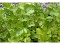 Petroselinum crispum - petržel naťová, listová, hladkolistá