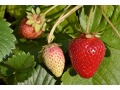 Fragaria 