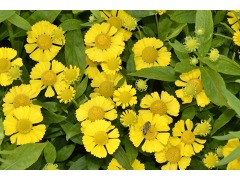Helenium × hybridum 