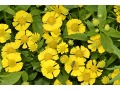 Helenium × hybridum 