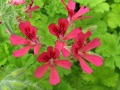 Pelargonium 