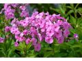 Phlox amplifolia 