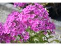 Phlox amplifolia 