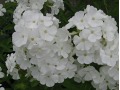 Phlox amplifolia 