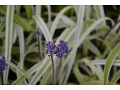 Liriope muscari 