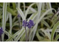Liriope muscari 