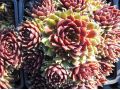 Sempervivum  