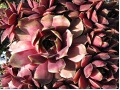Sempervivum  