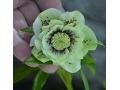 Helleborus hybridus 
