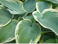 Hosta 