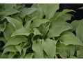 Hosta 