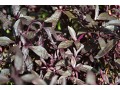 Alternathera sessilis var. Rubra - plevuňka přisedlá, mukunuwenna, ponnanganni keerai