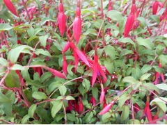 Fuchsia magellanica 