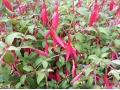 Fuchsia magellanica 