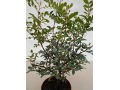 Pistacia lentiscus - pistácie mastichová, řečík lentišek