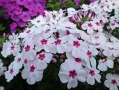 Phlox paniculata 