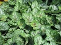 Heuchera 